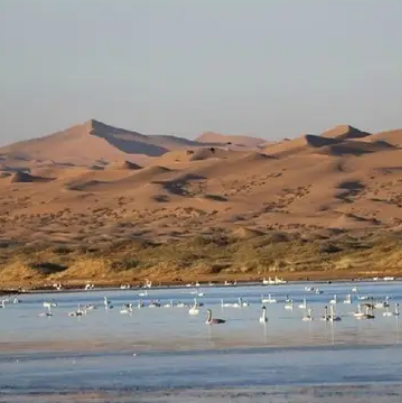 騰格里沙漠天鵝湖旅遊區