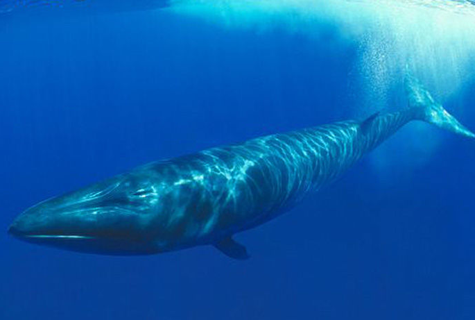 世界最厲害的十大鯨 第一名為藍鯨，最重能達239噸