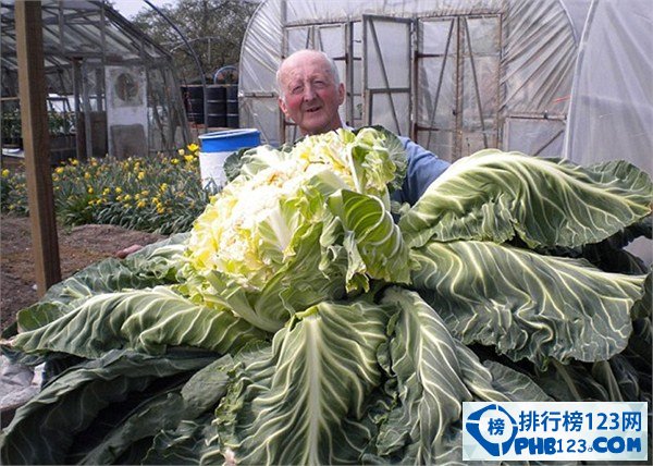 世界上最大的菜花