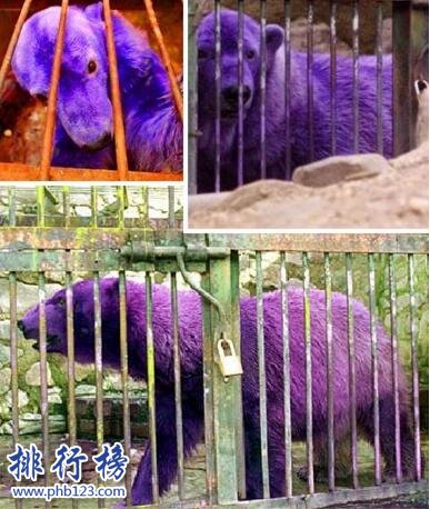 世界上最漂亮的北極熊：紫色北極熊，因病變異(圖)