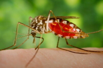 世界上最毒的十大昆蟲排行榜，瘧蚊每年會導致近200萬人死亡