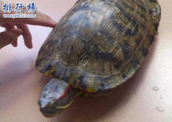 世界上智商最高的烏龜：巴西龜，能辨別主人