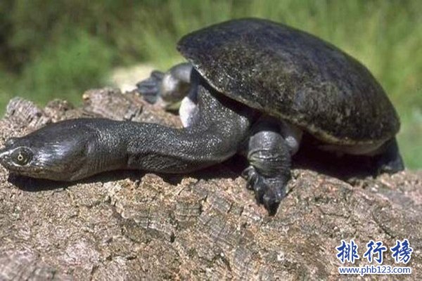 世界上脖子最長的烏龜，巨蛇頸龜脖子比身體還長(超過50厘米)