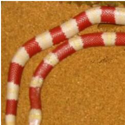 白化花斑蛇