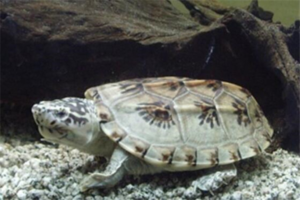 世界十大龜 河龜少到被圈養，紅腿陸龜有著葫蘆腰