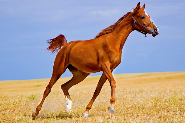 世界十大名馬排行榜 阿拉伯馬