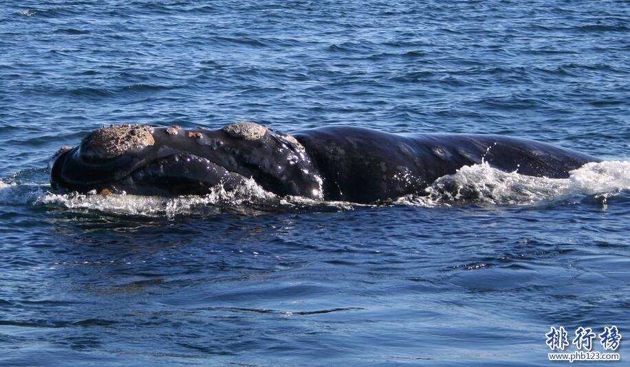 世界上最大的十種鯨魚：藍鯨最大 第4種睪丸重500公斤