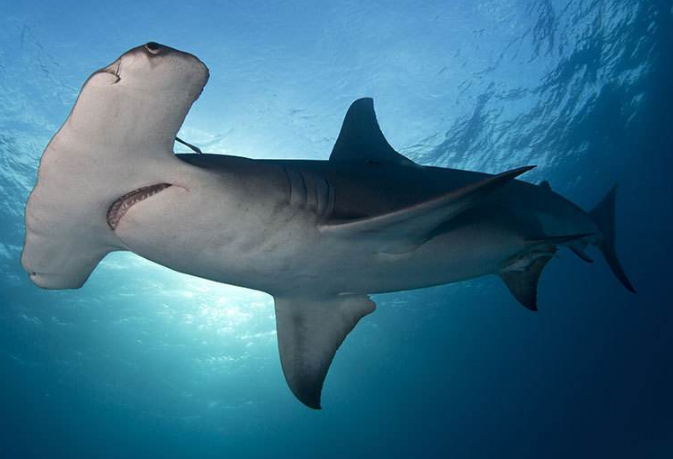 世界最大的鯊魚排行榜 鯨鯊位列第一，體型重達21.5噸