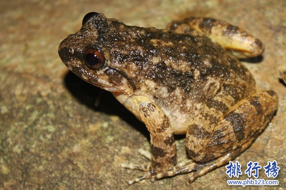 世界上最美味的青蛙,石蛙的食用歷史悠久(能食用且具有保健價值)