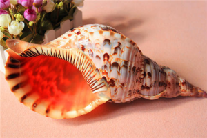 世界上最漂亮的十種貝類 世界上有哪些漂亮的貝殼