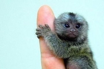 【世界上最小的猴子】世界上最小的猴子叫什麼