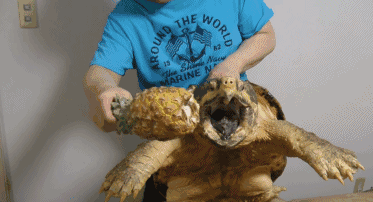 世界上最凶的烏龜：鱷龜，烏龜中的霸王龍(一口咬爆鳳梨)