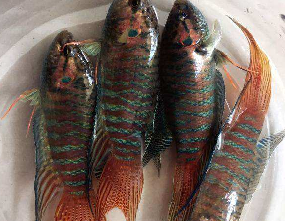 冷水魚觀賞魚排行榜，適合新手養的冷水觀賞魚