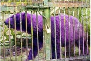 世界上最漂亮的北極熊：紫色北極熊，因病變異(圖)