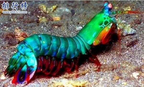 世界上最兇猛的蝦:雀尾螳螂蝦,可擊穿防彈玻璃(視頻)