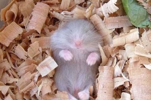 地球上冬眠時間最長的動物：睡鼠