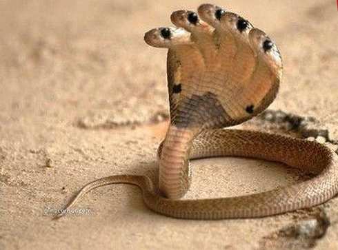 印度五頭蛇圖片