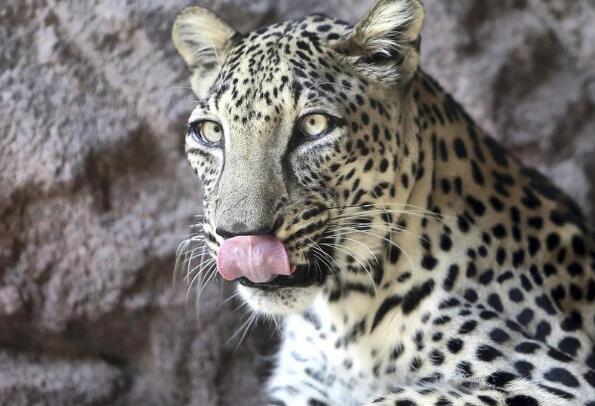 盤點世界豹子的種類 非洲豹上榜,第二是“金錢豹”