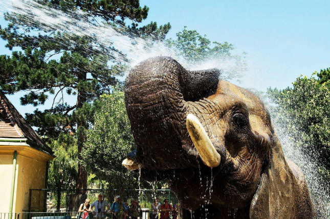 全球七大動物園排名 聖地亞哥動物園美國最大,第二無柵欄