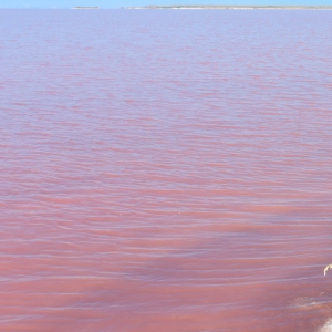 塞內加爾玫瑰湖