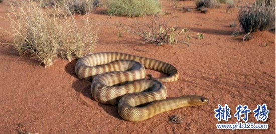 世界上最毒的蛇,細鱗太攀蛇（分泌一次毒液可殺死100名成年人）