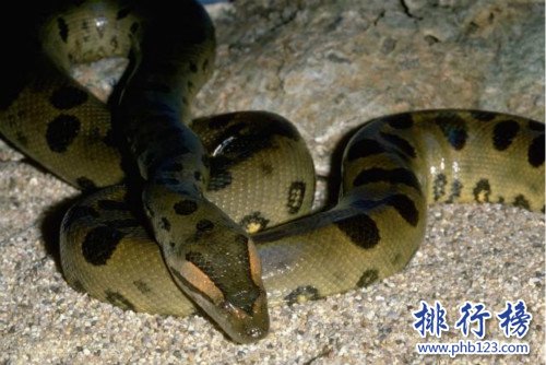 世界上最大的蛇,桂花是近年來發現的最大的蛇（全長14.85米）