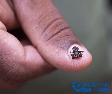 世界最小的生物 最小還沒有指甲大