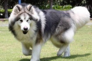 十大壽命最長的狗品種 阿拉斯加第一，吉娃娃上榜