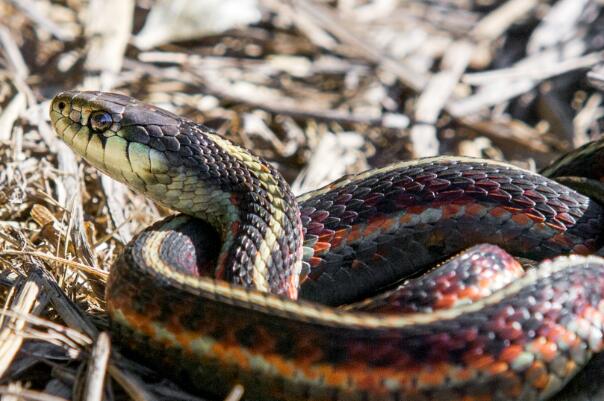 世界十大最長的有毒蛇類