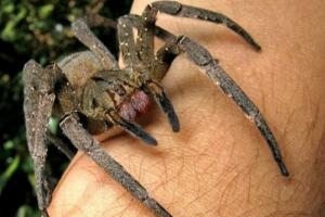世界上十大最毒的蜘蛛排名 巴西遊走蛛可使男人終生陽痿