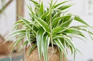 吸收甲醛最佳的十種植物 龍舌蘭上榜，第一被稱為“空氣衛士”