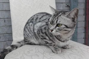 最忠誠的貓前十名 暹羅貓上榜，第一原產於中國
