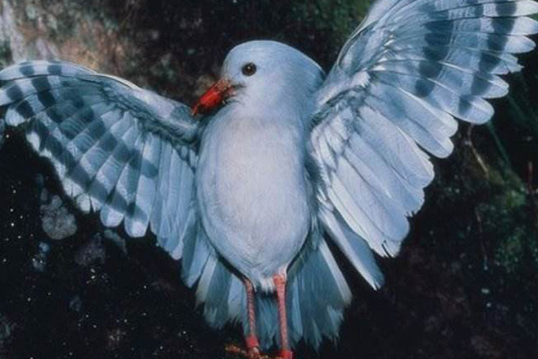 世界十大最美鳥類