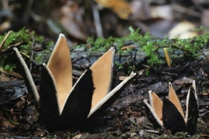 盤點世界上十種最奇特的蘑菇