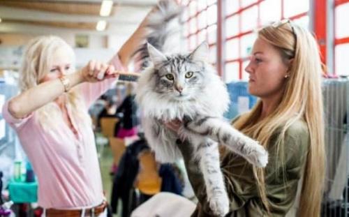 瑞士舉行國際貓展 盤點世界上最貴的10種貓（圖）