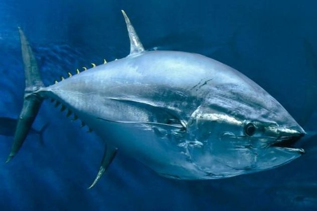 世界十大珍稀海洋動物 藍鰭鮪魚上榜,第二有“美人魚”美稱