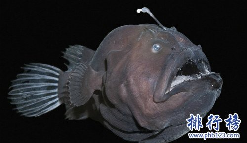 世界上最醜的魚排行榜,水滴魚位列第一（沒有最醜只有更醜）