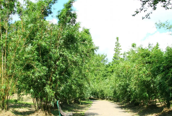 萬竹園生態旅遊景區