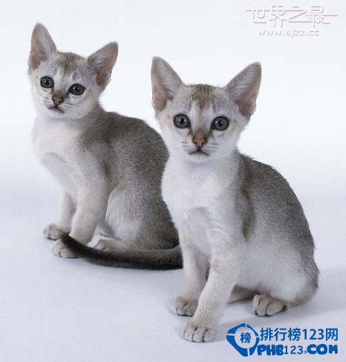 世界上最小的貓品種：新加坡貓