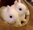 世界上最小的兔子，荷蘭侏儒兔體重僅1千克（小到捧手心）