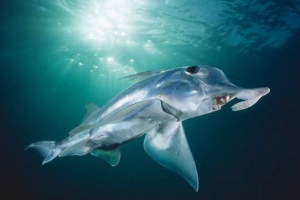 全球10大最可怕的鯊魚排行榜