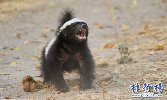 世界上最無畏的動物,平頭哥蜜獾（見誰咬誰）