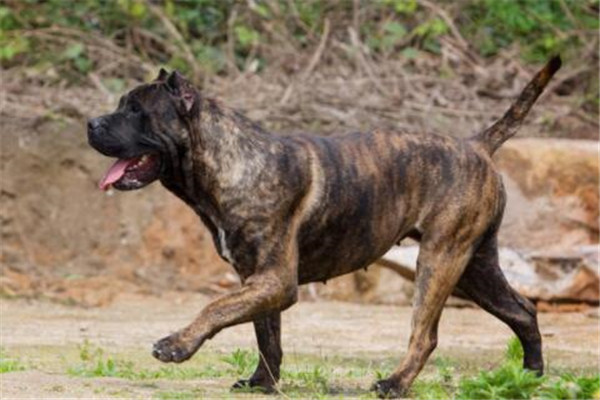 世界十大惡犬 加納利犬致人死亡次數最多，第三竟然是國寶
