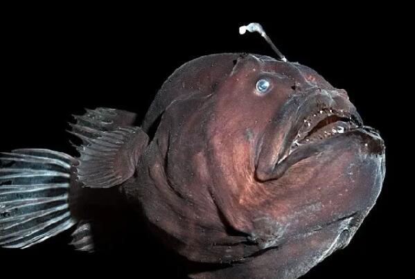 世界上最恐怖的十大魚排名
