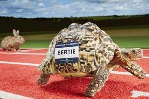 世界上跑的最快的烏龜：南非豹紋陸龜Bertie0.28米/秒，打破龜界記錄