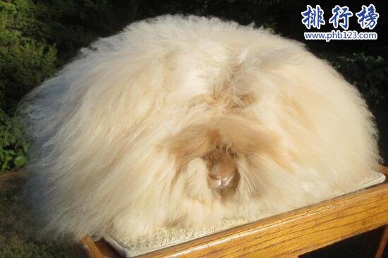 世界上毛最長的兔子：安哥拉兔，毛長達38厘米(僅露出嘴巴)