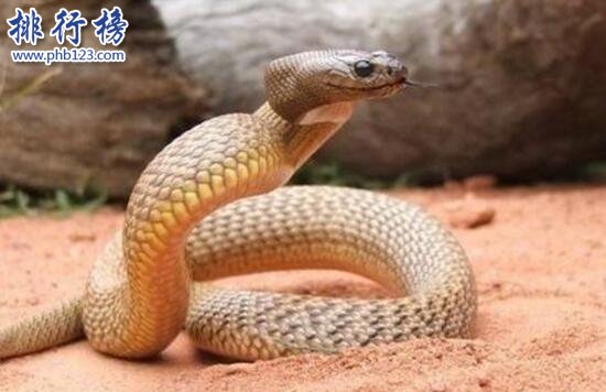 世界上最恐怖的蛇，非洲騰蛇(至今無解毒血清可用)