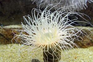 世界上毒性最強的動物,沙岩海葵(0.00015克可致死)