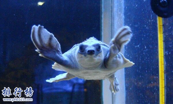 世界上最可愛的烏龜：豬鼻龜大眼萌面(深水龜玩家的最愛)