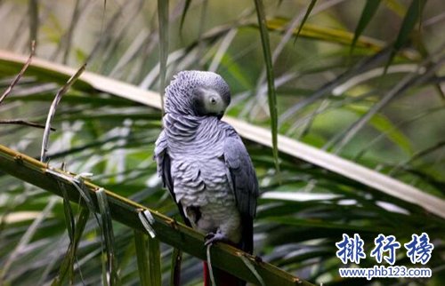 盤點常見的十種鸚鵡，第七最長壽，第一最可愛